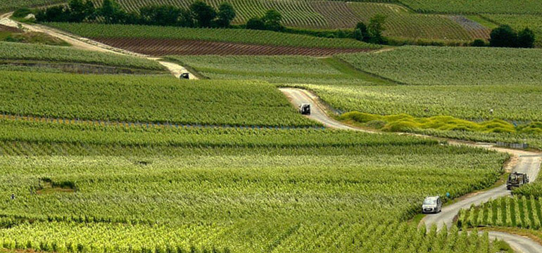 Champagne vineyards in teh distance