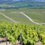 Vineyards of Reims